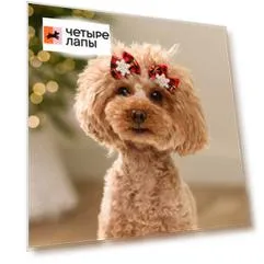 Petmax Бантики в клетку для собак и кошек, 4х3,5 см, красные, 2 шт.