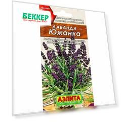 Лаванда Южанка Аелита