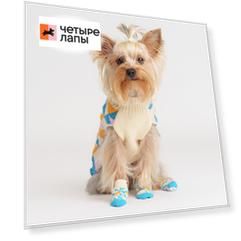 Petmax Свитер с ромбами для кошек и собак, S, бело-синий