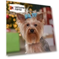 Petmax Бантик для кошек и собак, 2 шт., 3,5х2 см, голубой