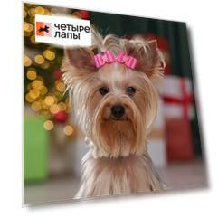 Petmax Бантик для кошек и собак, 2 шт., 3,5х2 см, розовый в горох