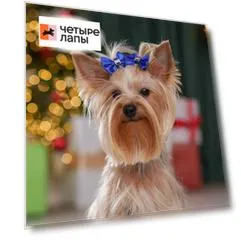 Petmax Бантик со вставкой для кошек и собак, 2 шт., 4,5х3,5 см, синий