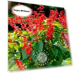Семена Шалфей сверкающий - Сальвия блестящая (лат. Salvia splendens) 50шт от Green Legacy