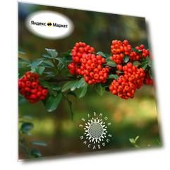 Семена Пираканта ярко-красная - Горящий куст (лат. Pyracantha coccinea) 50шт