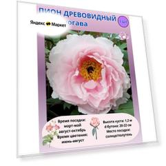 Пион древовидный Йошиногава, многолетние цветы для сада