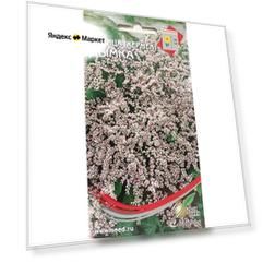Статица Дымка (кермек татарский) многолетнее низкорослое неприхотливое декоративное растение для альпийских горок и на срезку отличный сухоцвет, 15 семян