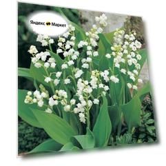 Ландыш майский Вайт (корневище 10 шт)/ клубни, луковицы, делёнки многолетних растений / многолетник / для дачи, сада, дома и балкона/