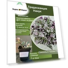 Традесканция Нанук
