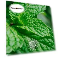 Семена Мелисса лекарственная мохито (лат. Melissa officinalis) 50шт от Green Legacy