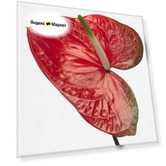 Антуриум Красный Амур, Anthurium Red Amor, семена
