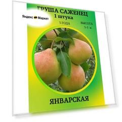 Груша саженец Январская 1 штука