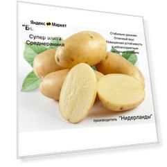 Клубни Картофеля на посадку СуперЭлита" Бельмондо" 2кг