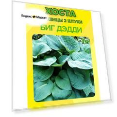 Хоста, саженцы 2 штуки
