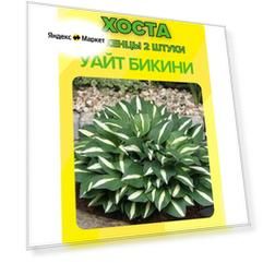 Хоста, саженцы 2 штуки
