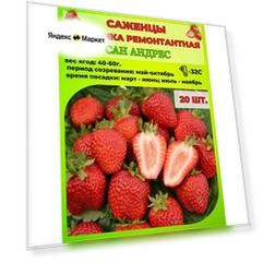 Клубника ремонтантная, саженцы 20 шт.