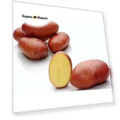Селекционный картофель Розара, 2 кг, репродукция Супер Элита, для посадки, очень качественный, исключительно натуральный. Температурный режим при посадке - +10 - +20 градусов.