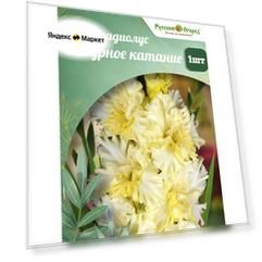 Луковицы гладиолуса Русский огород "Фигурное катание", 150см, многолетние, 1 шт.
