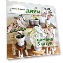 Каладиум семена 5 штук
