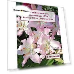 Лилия восточная Пенинсула (1 луковица)