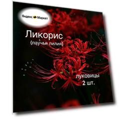 Ликорис лучистый (паучья лилия) 2 луковицы