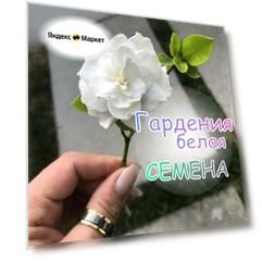 Семена гардении белой 10 шт.