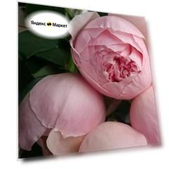 Роза флорибунда Пиони Пинк (Peony Pink), розовая / саженец розы