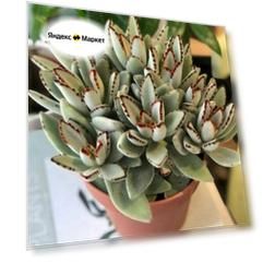 Каланхоэ войлочное, Kalanchoe Tomentosa, семена