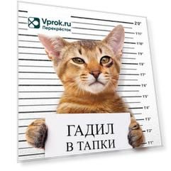 Тетрадь Hatber Кот-обормот клетка А5 48л в ассортименте