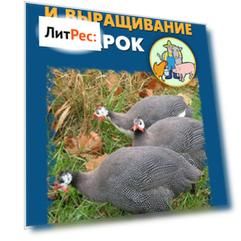 Разведение и выращивание цесарок