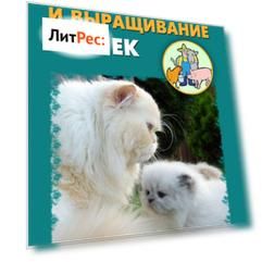 Разведение и выращивание кошек