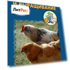 Разведение и выращивание кур