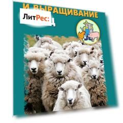 Разведение и выращивание овец