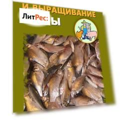 Разведение и выращивание рыбы