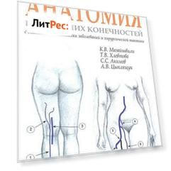 Ультразвуковая анатомия вен нижних конечностей