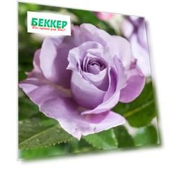 Роза чайно-гибридная Новалис
