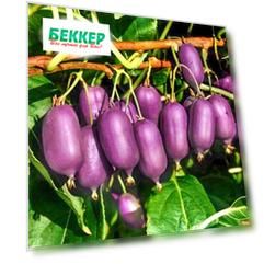 Мини-киви (актинидия) Кенс Ред
