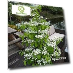 Калина Килиманджаро