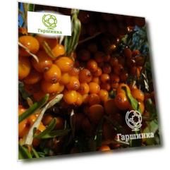 Облепиха Университетская