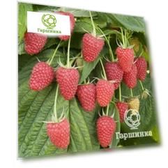 Малина Малиновая гряда сладкая плотная (от автора сорта!)