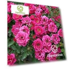 Роза Блю Парад миниатюрная, Imperial Rose