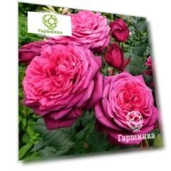 Роза Дивайн чайно-гибридная, Imperial Rose