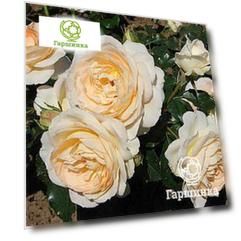 Роза Эмпресс флорибунда, Imperial Rose