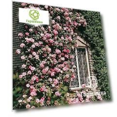 Роза Хендель плетистая, Imperial Rose