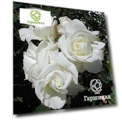 Роза Ивнинг Стар чайно-гибридная, Imperial Rose