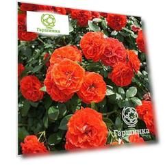 Роза Оранж Мейландина миниатюрная, Imperial Rose