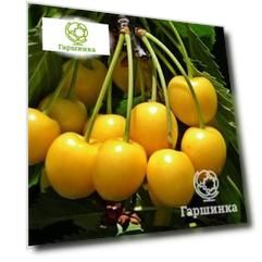 Черешня Орловская Янтарная