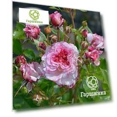 Роза Бидди флорибунда, Imperial Rose