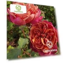 Роза Ча Ча миниатюрная, Imperial Rose