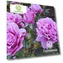 Роза Дойче Велле флорибунда, Imperial Rose