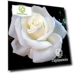 Роза Элоджиан чайно-гибридная, Imperial Rose